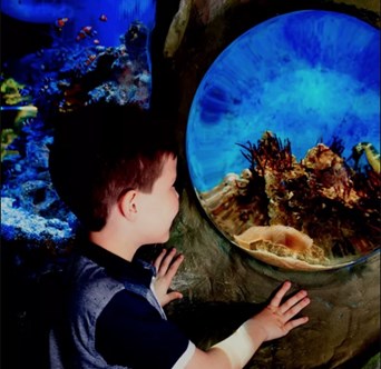 Quiet at the Aquarium with SEA LIFE